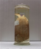 藏品(大口鰜)的圖片